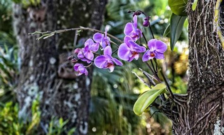 Breathtaking Barbara Hale Orchids: A Guide To Their Beauty And Care